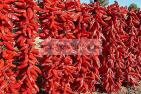 agriculture;campagne;�pice;piment;piment;rouge;harrissa;paysan;