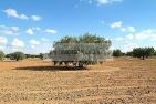 agriculture;champs;olivier;campagne;