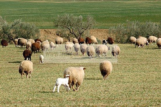mouton;champs;campagne;ressas;