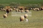 mouton;champs;campagne;ressas;