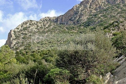 montagne;jebel;parc;zaghouan