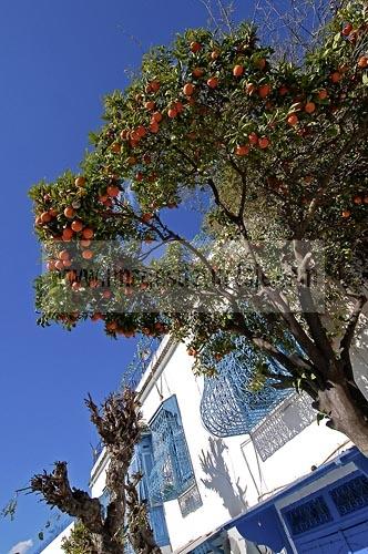Sidi Bou SaÃ¯d