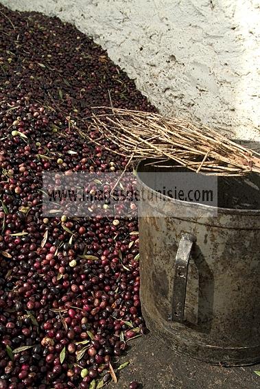 mellita;jerba;ile;djerba;tradition;agriculture;huile;huilerie;olive