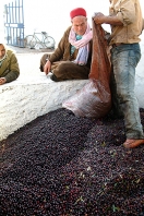 mellita;jerba;ile;djerba;tradition;agriculture;huile;huilerie;olive