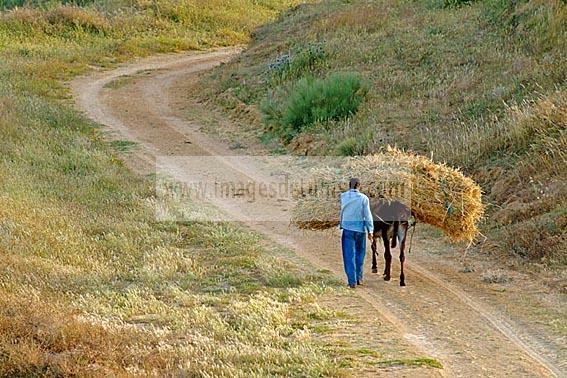 cap;bon;champs;moissons;recolte;bl;campagne;ane;