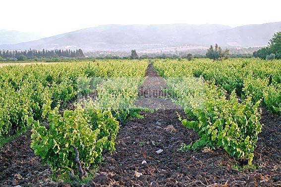 cap;bon;vigne;raisin;