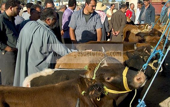 djerba;houmt;souk;ile;jerba;vache;veau;march;marche;