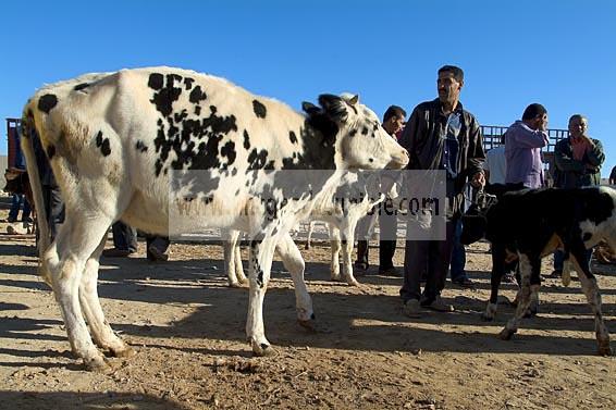 djerba;houmt;souk;ile;jerba;vache;veau;march;marche;