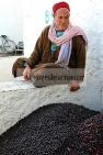 mellita;jerba;ile;djerba;tradition;agriculture;huile;huilerie;olive;