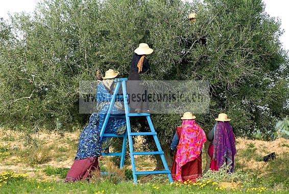 djerba;houmt;souk;ile;jerba;cueillette;olive;olivier;recolte;femme;costume;tradition;