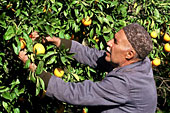 Les Oranges et agrumes