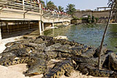 L'île aux crocodiles