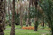 Oasis El Hamma