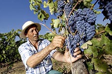 Agriculture et pche