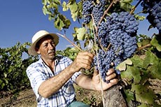 Les vendanges