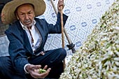 Marchés aux fleurs