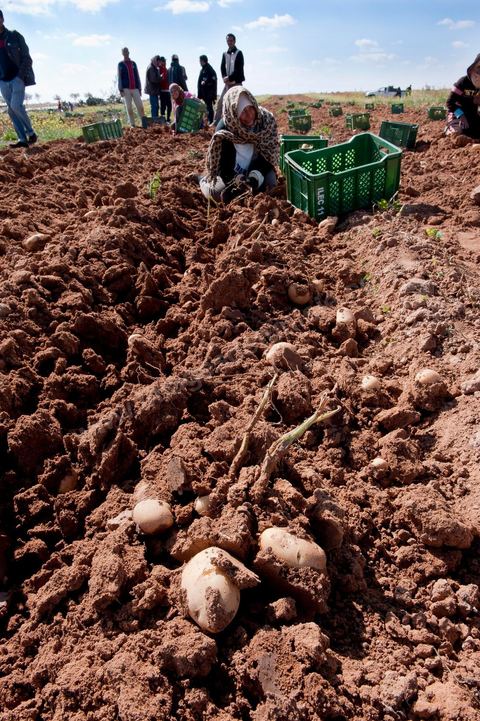 Dans les champs de pommes de terre à Regueb, près de Sidi Bouzid, les femmes travaillent et récoltent les pommes de terre Nicolas. La région de Regueb profite d'un micro climat et d'une terre particulièrement fertile permettant une production agricole riche et variée, pommes de terre, melon, pastèque, olives mais aussi agrumes, vins et légumes de tous genres.