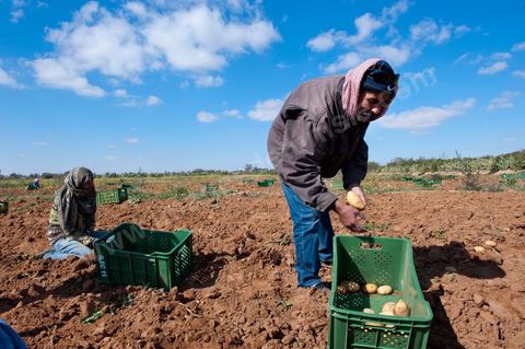 Dans les champs de pommes de terre à Regueb, près de Sidi Bouzid, les femmes travaillent et récoltent les pommes de terre Nicolas. La région de Regueb profite d'un micro climat et d'une terre particulièrement fertile permettant une production agricole riche et variée, pommes de terre, melon, pastèque, olives mais aussi agrumes, vins et légumes de tous genres.