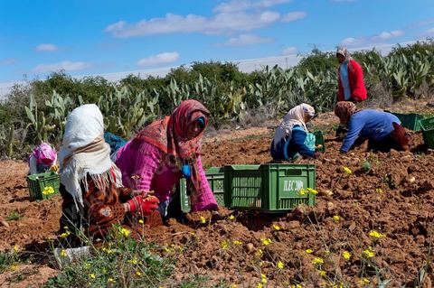 Dans les champs de pommes de terre à Regueb, près de Sidi Bouzid, les femmes travaillent et récoltent les pommes de terre Nicolas. La région de Regueb profite d'un micro climat et d'une terre particulièrement fertile permettant une production agricole riche et variée, pommes de terre, melon, pastèque, olives mais aussi agrumes, vins et légumes de tous genres.