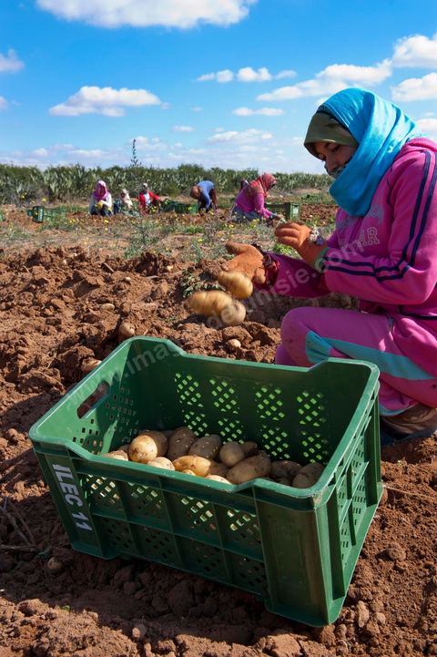 Dans les champs de pommes de terre à Regueb, près de Sidi Bouzid, les femmes travaillent et récoltent les pommes de terre Nicolas. La région de Regueb profite d'un micro climat et d'une terre particulièrement fertile permettant une production agricole riche et variée, pommes de terre, melon, pastèque, olives mais aussi agrumes, vins et légumes de tous genres.