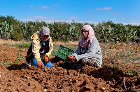 Dans les champs de pommes de terre à Regueb, près de Sidi Bouzid, les femmes travaillent et récoltent les pommes de terre Nicolas. La région de Regueb profite d'un micro climat et d'une terre particulièrement fertile permettant une production agricole riche et variée, pommes de terre, melon, pastèque, olives mais aussi agrumes, vins et légumes de tous genres.