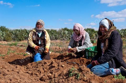 Dans les champs de pommes de terre à Regueb, près de Sidi Bouzid, les femmes travaillent et récoltent les pommes de terre Nicolas. La région de Regueb profite d'un micro climat et d'une terre particulièrement fertile permettant une production agricole riche et variée, pommes de terre, melon, pastèque, olives mais aussi agrumes, vins et légumes de tous genres.