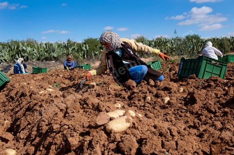 Dans les champs de pommes de terre à Regueb, près de Sidi Bouzid, les femmes travaillent et récoltent les pommes de terre Nicolas. La région de Regueb profite d'un micro climat et d'une terre particulièrement fertile permettant une production agricole riche et variée, pommes de terre, melon, pastèque, olives mais aussi agrumes, vins et légumes de tous genres.