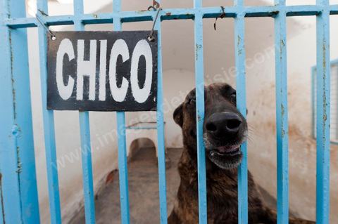 Unité canine de la police tunisienne pour les atrouilles de contrôle anti drogue et anti explosif au poste frontalier de Ras Jedir à la frontière avec la Libye.
