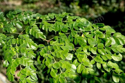 1er novembre 2016 : Feuilles de Moringa, une nouvelle espèces de plantation, rentable, rapide à produire et adaptée au climat tunisien que Sarah Toumi développe auprès des agriculteurs de Bir Salah et d'autres régions de Tunisie. Depuis ses 11 ans, Sarah Toumi ne jure que par l’action collective. Fondatrice, en 2008, de Dream, un « réseau d’échange et d’action pour le développement » destiné aux jeunes, Sarah Toumi, aujourd’hui 29 ans, quitte Paris en 2012 pour retrouver la campagne tunisienne et ses souvenirs d’enfance. N’ayant jamais pu oublier les inégalités et la pauvreté qui régnaient à Bir Salah, le village de son grand-père, dans la région de Sfax (Centre), elle crée Acacias for All, une entreprise « à vocation sociale ».Objectif : réduire le déficit hydrique de cette localité affectée par le changement climatique. Une initiative qui vaut à Sarah Toumi d’être la seule Arabe et Africaine à figurer dans le classement mondial 2016 des trente meilleurs entrepreneurs de moins de 30 ans, établi par le magazine américain Forbes.