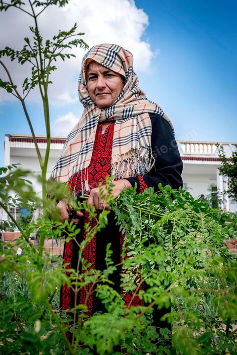 1er novembre 2016 : Samira Ismail travaille depuis le mois de mai ses plantations de Moringa dans son jardin, la plante investit tout son temps et sa maison dans lespoir de trouver un nouveau revenu pour la famille, Sarah Toumi accompagne ces femmes au quoitidien et leur propose régulièrement des formations pour optimiser cette nouvelleculture. Depuis ses 11 ans, Sarah Toumi ne jure que par l’action collective. Fondatrice, en 2008, de Dream, un « réseau d’échange et d’action pour le développement » destiné aux jeunes, Sarah Toumi, aujourd’hui 29 ans, quitte Paris en 2012 pour retrouver la campagne tunisienne et ses souvenirs d’enfance. N’ayant jamais pu oublier les inégalités et la pauvreté qui régnaient à Bir Salah, le village de son grand-père, dans la région de Sfax (Centre), elle crée Acacias for All, une entreprise « à vocation sociale ».Objectif : réduire le déficit hydrique de cette localité affectée par le changement climatique. Une initiative qui vaut à Sarah Toumi d’être la seule Arabe et Africaine à figurer dans le classement mondial 2016 des trente meilleurs entrepreneurs de moins de 30 ans, établi par le magazine américain Forbes.