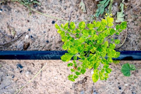 1er novembre 2016 : Samira Ismail travaille depuis le mois de mai ses plantations de Moringa dans son jardin, la plante investit tout son temps et sa maison dans lespoir de trouver un nouveau revenu pour la famille, Sarah Toumi accompagne ces femmes au quoitidien et leur propose régulièrement des formations pour optimiser cette nouvelleculture. Depuis ses 11 ans, Sarah Toumi ne jure que par l’action collective. Fondatrice, en 2008, de Dream, un « réseau d’échange et d’action pour le développement » destiné aux jeunes, Sarah Toumi, aujourd’hui 29 ans, quitte Paris en 2012 pour retrouver la campagne tunisienne et ses souvenirs d’enfance. N’ayant jamais pu oublier les inégalités et la pauvreté qui régnaient à Bir Salah, le village de son grand-père, dans la région de Sfax (Centre), elle crée Acacias for All, une entreprise « à vocation sociale ».Objectif : réduire le déficit hydrique de cette localité affectée par le changement climatique. Une initiative qui vaut à Sarah Toumi d’être la seule Arabe et Africaine à figurer dans le classement mondial 2016 des trente meilleurs entrepreneurs de moins de 30 ans, établi par le magazine américain Forbes.