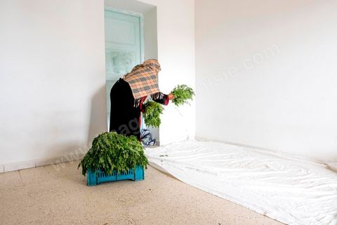 1er novembre 2016 : Samira Ismail travaille depuis le mois de mai ses plantations de Moringa dans son jardin, la plante investit tout son temps et sa maison dans lespoir de trouver un nouveau revenu pour la famille, Sarah Toumi accompagne ces femmes au quoitidien et leur propose régulièrement des formations pour optimiser cette nouvelleculture. Depuis ses 11 ans, Sarah Toumi ne jure que par l’action collective. Fondatrice, en 2008, de Dream, un « réseau d’échange et d’action pour le développement » destiné aux jeunes, Sarah Toumi, aujourd’hui 29 ans, quitte Paris en 2012 pour retrouver la campagne tunisienne et ses souvenirs d’enfance. N’ayant jamais pu oublier les inégalités et la pauvreté qui régnaient à Bir Salah, le village de son grand-père, dans la région de Sfax (Centre), elle crée Acacias for All, une entreprise « à vocation sociale ».Objectif : réduire le déficit hydrique de cette localité affectée par le changement climatique. Une initiative qui vaut à Sarah Toumi d’être la seule Arabe et Africaine à figurer dans le classement mondial 2016 des trente meilleurs entrepreneurs de moins de 30 ans, établi par le magazine américain Forbes.