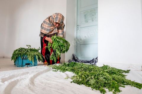 1er novembre 2016 : Samira Ismail travaille depuis le mois de mai ses plantations de Moringa dans son jardin, la plante investit tout son temps et sa maison dans lespoir de trouver un nouveau revenu pour la famille, Sarah Toumi accompagne ces femmes au quoitidien et leur propose régulièrement des formations pour optimiser cette nouvelleculture. Depuis ses 11 ans, Sarah Toumi ne jure que par l’action collective. Fondatrice, en 2008, de Dream, un « réseau d’échange et d’action pour le développement » destiné aux jeunes, Sarah Toumi, aujourd’hui 29 ans, quitte Paris en 2012 pour retrouver la campagne tunisienne et ses souvenirs d’enfance. N’ayant jamais pu oublier les inégalités et la pauvreté qui régnaient à Bir Salah, le village de son grand-père, dans la région de Sfax (Centre), elle crée Acacias for All, une entreprise « à vocation sociale ».Objectif : réduire le déficit hydrique de cette localité affectée par le changement climatique. Une initiative qui vaut à Sarah Toumi d’être la seule Arabe et Africaine à figurer dans le classement mondial 2016 des trente meilleurs entrepreneurs de moins de 30 ans, établi par le magazine américain Forbes.