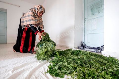 1er novembre 2016 : Samira Ismail travaille depuis le mois de mai ses plantations de Moringa dans son jardin, la plante investit tout son temps et sa maison dans lespoir de trouver un nouveau revenu pour la famille, Sarah Toumi accompagne ces femmes au quoitidien et leur propose régulièrement des formations pour optimiser cette nouvelleculture. Depuis ses 11 ans, Sarah Toumi ne jure que par l’action collective. Fondatrice, en 2008, de Dream, un « réseau d’échange et d’action pour le développement » destiné aux jeunes, Sarah Toumi, aujourd’hui 29 ans, quitte Paris en 2012 pour retrouver la campagne tunisienne et ses souvenirs d’enfance. N’ayant jamais pu oublier les inégalités et la pauvreté qui régnaient à Bir Salah, le village de son grand-père, dans la région de Sfax (Centre), elle crée Acacias for All, une entreprise « à vocation sociale ».Objectif : réduire le déficit hydrique de cette localité affectée par le changement climatique. Une initiative qui vaut à Sarah Toumi d’être la seule Arabe et Africaine à figurer dans le classement mondial 2016 des trente meilleurs entrepreneurs de moins de 30 ans, établi par le magazine américain Forbes.