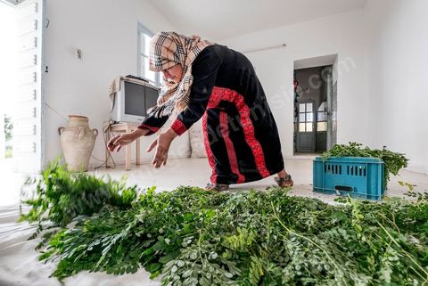 1er novembre 2016 : Samira Ismail travaille depuis le mois de mai ses plantations de Moringa dans son jardin, la plante investit tout son temps et sa maison dans lespoir de trouver un nouveau revenu pour la famille, Sarah Toumi accompagne ces femmes au quoitidien et leur propose régulièrement des formations pour optimiser cette nouvelleculture. Depuis ses 11 ans, Sarah Toumi ne jure que par l’action collective. Fondatrice, en 2008, de Dream, un « réseau d’échange et d’action pour le développement » destiné aux jeunes, Sarah Toumi, aujourd’hui 29 ans, quitte Paris en 2012 pour retrouver la campagne tunisienne et ses souvenirs d’enfance. N’ayant jamais pu oublier les inégalités et la pauvreté qui régnaient à Bir Salah, le village de son grand-père, dans la région de Sfax (Centre), elle crée Acacias for All, une entreprise « à vocation sociale ».Objectif : réduire le déficit hydrique de cette localité affectée par le changement climatique. Une initiative qui vaut à Sarah Toumi d’être la seule Arabe et Africaine à figurer dans le classement mondial 2016 des trente meilleurs entrepreneurs de moins de 30 ans, établi par le magazine américain Forbes.