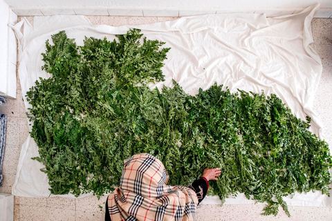 1er novembre 2016 : Samira Ismail travaille depuis le mois de mai ses plantations de Moringa dans son jardin, la plante investit tout son temps et sa maison dans lespoir de trouver un nouveau revenu pour la famille, Sarah Toumi accompagne ces femmes au quoitidien et leur propose régulièrement des formations pour optimiser cette nouvelleculture. Depuis ses 11 ans, Sarah Toumi ne jure que par l’action collective. Fondatrice, en 2008, de Dream, un « réseau d’échange et d’action pour le développement » destiné aux jeunes, Sarah Toumi, aujourd’hui 29 ans, quitte Paris en 2012 pour retrouver la campagne tunisienne et ses souvenirs d’enfance. N’ayant jamais pu oublier les inégalités et la pauvreté qui régnaient à Bir Salah, le village de son grand-père, dans la région de Sfax (Centre), elle crée Acacias for All, une entreprise « à vocation sociale ».Objectif : réduire le déficit hydrique de cette localité affectée par le changement climatique. Une initiative qui vaut à Sarah Toumi d’être la seule Arabe et Africaine à figurer dans le classement mondial 2016 des trente meilleurs entrepreneurs de moins de 30 ans, établi par le magazine américain Forbes.