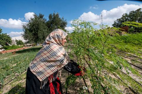 1er novembre 2016 : Samira Ismail travaille depuis le mois de mai ses plantations de Moringa dans son jardin, la plante investit tout son temps et sa maison dans lespoir de trouver un nouveau revenu pour la famille, Sarah Toumi accompagne ces femmes au quoitidien et leur propose régulièrement des formations pour optimiser cette nouvelleculture. Depuis ses 11 ans, Sarah Toumi ne jure que par l’action collective. Fondatrice, en 2008, de Dream, un « réseau d’échange et d’action pour le développement » destiné aux jeunes, Sarah Toumi, aujourd’hui 29 ans, quitte Paris en 2012 pour retrouver la campagne tunisienne et ses souvenirs d’enfance. N’ayant jamais pu oublier les inégalités et la pauvreté qui régnaient à Bir Salah, le village de son grand-père, dans la région de Sfax (Centre), elle crée Acacias for All, une entreprise « à vocation sociale ».Objectif : réduire le déficit hydrique de cette localité affectée par le changement climatique. Une initiative qui vaut à Sarah Toumi d’être la seule Arabe et Africaine à figurer dans le classement mondial 2016 des trente meilleurs entrepreneurs de moins de 30 ans, établi par le magazine américain Forbes.