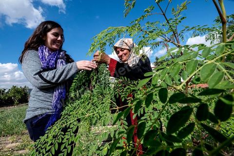 1er novembre 2016 : Samira Ismail travaille depuis le mois de mai ses plantations de Moringa dans son jardin, la plante investit tout son temps et sa maison dans lespoir de trouver un nouveau revenu pour la famille, Sarah Toumi accompagne ces femmes au quoitidien et leur propose régulièrement des formations pour optimiser cette nouvelleculture. Depuis ses 11 ans, Sarah Toumi ne jure que par l’action collective. Fondatrice, en 2008, de Dream, un « réseau d’échange et d’action pour le développement » destiné aux jeunes, Sarah Toumi, aujourd’hui 29 ans, quitte Paris en 2012 pour retrouver la campagne tunisienne et ses souvenirs d’enfance. N’ayant jamais pu oublier les inégalités et la pauvreté qui régnaient à Bir Salah, le village de son grand-père, dans la région de Sfax (Centre), elle crée Acacias for All, une entreprise « à vocation sociale ».Objectif : réduire le déficit hydrique de cette localité affectée par le changement climatique. Une initiative qui vaut à Sarah Toumi d’être la seule Arabe et Africaine à figurer dans le classement mondial 2016 des trente meilleurs entrepreneurs de moins de 30 ans, établi par le magazine américain Forbes.