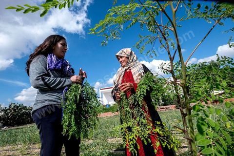 1er novembre 2016 : Samira Ismail travaille depuis le mois de mai ses plantations de Moringa dans son jardin, la plante investit tout son temps et sa maison dans lespoir de trouver un nouveau revenu pour la famille, Sarah Toumi accompagne ces femmes au quoitidien et leur propose régulièrement des formations pour optimiser cette nouvelleculture. Depuis ses 11 ans, Sarah Toumi ne jure que par l’action collective. Fondatrice, en 2008, de Dream, un « réseau d’échange et d’action pour le développement » destiné aux jeunes, Sarah Toumi, aujourd’hui 29 ans, quitte Paris en 2012 pour retrouver la campagne tunisienne et ses souvenirs d’enfance. N’ayant jamais pu oublier les inégalités et la pauvreté qui régnaient à Bir Salah, le village de son grand-père, dans la région de Sfax (Centre), elle crée Acacias for All, une entreprise « à vocation sociale ».Objectif : réduire le déficit hydrique de cette localité affectée par le changement climatique. Une initiative qui vaut à Sarah Toumi d’être la seule Arabe et Africaine à figurer dans le classement mondial 2016 des trente meilleurs entrepreneurs de moins de 30 ans, établi par le magazine américain Forbes.