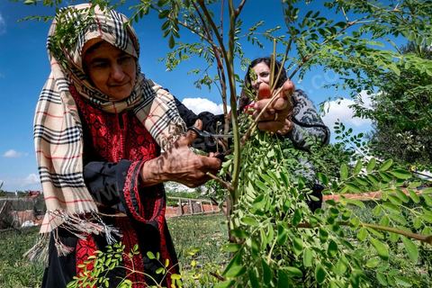 1er novembre 2016 : Samira Ismail travaille depuis le mois de mai ses plantations de Moringa dans son jardin, la plante investit tout son temps et sa maison dans lespoir de trouver un nouveau revenu pour la famille, Sarah Toumi accompagne ces femmes au quoitidien et leur propose régulièrement des formations pour optimiser cette nouvelleculture. Depuis ses 11 ans, Sarah Toumi ne jure que par l’action collective. Fondatrice, en 2008, de Dream, un « réseau d’échange et d’action pour le développement » destiné aux jeunes, Sarah Toumi, aujourd’hui 29 ans, quitte Paris en 2012 pour retrouver la campagne tunisienne et ses souvenirs d’enfance. N’ayant jamais pu oublier les inégalités et la pauvreté qui régnaient à Bir Salah, le village de son grand-père, dans la région de Sfax (Centre), elle crée Acacias for All, une entreprise « à vocation sociale ».Objectif : réduire le déficit hydrique de cette localité affectée par le changement climatique. Une initiative qui vaut à Sarah Toumi d’être la seule Arabe et Africaine à figurer dans le classement mondial 2016 des trente meilleurs entrepreneurs de moins de 30 ans, établi par le magazine américain Forbes.