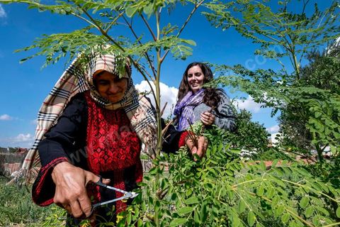 1er novembre 2016 : Samira Ismail travaille depuis le mois de mai ses plantations de Moringa dans son jardin, la plante investit tout son temps et sa maison dans lespoir de trouver un nouveau revenu pour la famille, Sarah Toumi accompagne ces femmes au quoitidien et leur propose régulièrement des formations pour optimiser cette nouvelleculture. Depuis ses 11 ans, Sarah Toumi ne jure que par l’action collective. Fondatrice, en 2008, de Dream, un « réseau d’échange et d’action pour le développement » destiné aux jeunes, Sarah Toumi, aujourd’hui 29 ans, quitte Paris en 2012 pour retrouver la campagne tunisienne et ses souvenirs d’enfance. N’ayant jamais pu oublier les inégalités et la pauvreté qui régnaient à Bir Salah, le village de son grand-père, dans la région de Sfax (Centre), elle crée Acacias for All, une entreprise « à vocation sociale ».Objectif : réduire le déficit hydrique de cette localité affectée par le changement climatique. Une initiative qui vaut à Sarah Toumi d’être la seule Arabe et Africaine à figurer dans le classement mondial 2016 des trente meilleurs entrepreneurs de moins de 30 ans, établi par le magazine américain Forbes.