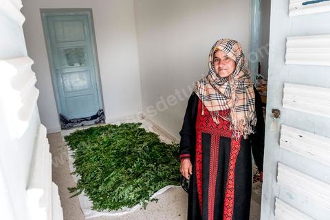 1er novembre 2016 : Samira Ismail travaille depuis le mois de mai ses plantations de Moringa dans son jardin, la plante investit tout son temps et sa maison dans lespoir de trouver un nouveau revenu pour la famille, Sarah Toumi accompagne ces femmes au quoitidien et leur propose régulièrement des formations pour optimiser cette nouvelleculture. Depuis ses 11 ans, Sarah Toumi ne jure que par l’action collective. Fondatrice, en 2008, de Dream, un « réseau d’échange et d’action pour le développement » destiné aux jeunes, Sarah Toumi, aujourd’hui 29 ans, quitte Paris en 2012 pour retrouver la campagne tunisienne et ses souvenirs d’enfance. N’ayant jamais pu oublier les inégalités et la pauvreté qui régnaient à Bir Salah, le village de son grand-père, dans la région de Sfax (Centre), elle crée Acacias for All, une entreprise « à vocation sociale ».Objectif : réduire le déficit hydrique de cette localité affectée par le changement climatique. Une initiative qui vaut à Sarah Toumi d’être la seule Arabe et Africaine à figurer dans le classement mondial 2016 des trente meilleurs entrepreneurs de moins de 30 ans, établi par le magazine américain Forbes.