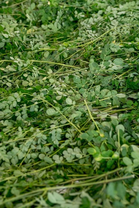 1er novembre 2016 : Samira Ismail travaille depuis le mois de mai ses plantations de Moringa dans son jardin, la plante investit tout son temps et sa maison dans lespoir de trouver un nouveau revenu pour la famille, Sarah Toumi accompagne ces femmes au quoitidien et leur propose régulièrement des formations pour optimiser cette nouvelleculture. Depuis ses 11 ans, Sarah Toumi ne jure que par l’action collective. Fondatrice, en 2008, de Dream, un « réseau d’échange et d’action pour le développement » destiné aux jeunes, Sarah Toumi, aujourd’hui 29 ans, quitte Paris en 2012 pour retrouver la campagne tunisienne et ses souvenirs d’enfance. N’ayant jamais pu oublier les inégalités et la pauvreté qui régnaient à Bir Salah, le village de son grand-père, dans la région de Sfax (Centre), elle crée Acacias for All, une entreprise « à vocation sociale ».Objectif : réduire le déficit hydrique de cette localité affectée par le changement climatique. Une initiative qui vaut à Sarah Toumi d’être la seule Arabe et Africaine à figurer dans le classement mondial 2016 des trente meilleurs entrepreneurs de moins de 30 ans, établi par le magazine américain Forbes.