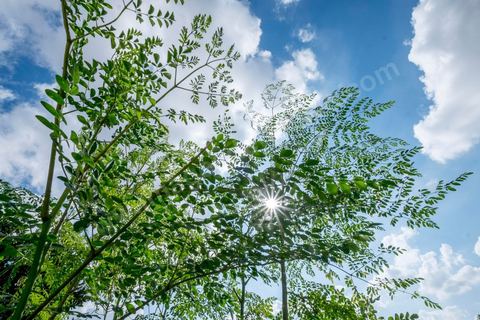 1er novembre 2016 : Samira Ismail travaille depuis le mois de mai ses plantations de Moringa dans son jardin, la plante investit tout son temps et sa maison dans lespoir de trouver un nouveau revenu pour la famille, Sarah Toumi accompagne ces femmes au quoitidien et leur propose régulièrement des formations pour optimiser cette nouvelleculture. Depuis ses 11 ans, Sarah Toumi ne jure que par l’action collective. Fondatrice, en 2008, de Dream, un « réseau d’échange et d’action pour le développement » destiné aux jeunes, Sarah Toumi, aujourd’hui 29 ans, quitte Paris en 2012 pour retrouver la campagne tunisienne et ses souvenirs d’enfance. N’ayant jamais pu oublier les inégalités et la pauvreté qui régnaient à Bir Salah, le village de son grand-père, dans la région de Sfax (Centre), elle crée Acacias for All, une entreprise « à vocation sociale ».Objectif : réduire le déficit hydrique de cette localité affectée par le changement climatique. Une initiative qui vaut à Sarah Toumi d’être la seule Arabe et Africaine à figurer dans le classement mondial 2016 des trente meilleurs entrepreneurs de moins de 30 ans, établi par le magazine américain Forbes.