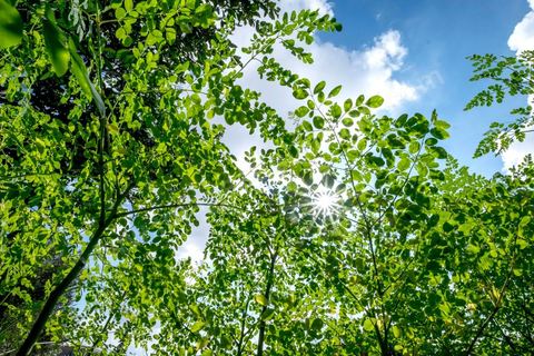 1er novembre 2016 : Samira Ismail travaille depuis le mois de mai ses plantations de Moringa dans son jardin, la plante investit tout son temps et sa maison dans lespoir de trouver un nouveau revenu pour la famille, Sarah Toumi accompagne ces femmes au quoitidien et leur propose régulièrement des formations pour optimiser cette nouvelleculture. Depuis ses 11 ans, Sarah Toumi ne jure que par l’action collective. Fondatrice, en 2008, de Dream, un « réseau d’échange et d’action pour le développement » destiné aux jeunes, Sarah Toumi, aujourd’hui 29 ans, quitte Paris en 2012 pour retrouver la campagne tunisienne et ses souvenirs d’enfance. N’ayant jamais pu oublier les inégalités et la pauvreté qui régnaient à Bir Salah, le village de son grand-père, dans la région de Sfax (Centre), elle crée Acacias for All, une entreprise « à vocation sociale ».Objectif : réduire le déficit hydrique de cette localité affectée par le changement climatique. Une initiative qui vaut à Sarah Toumi d’être la seule Arabe et Africaine à figurer dans le classement mondial 2016 des trente meilleurs entrepreneurs de moins de 30 ans, établi par le magazine américain Forbes.