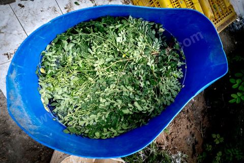 1er novembre 2016 : Samira Ismail travaille depuis le mois de mai ses plantations de Moringa dans son jardin, la plante investit tout son temps et sa maison dans lespoir de trouver un nouveau revenu pour la famille, Sarah Toumi accompagne ces femmes au quoitidien et leur propose régulièrement des formations pour optimiser cette nouvelleculture. Depuis ses 11 ans, Sarah Toumi ne jure que par l’action collective. Fondatrice, en 2008, de Dream, un « réseau d’échange et d’action pour le développement » destiné aux jeunes, Sarah Toumi, aujourd’hui 29 ans, quitte Paris en 2012 pour retrouver la campagne tunisienne et ses souvenirs d’enfance. N’ayant jamais pu oublier les inégalités et la pauvreté qui régnaient à Bir Salah, le village de son grand-père, dans la région de Sfax (Centre), elle crée Acacias for All, une entreprise « à vocation sociale ».Objectif : réduire le déficit hydrique de cette localité affectée par le changement climatique. Une initiative qui vaut à Sarah Toumi d’être la seule Arabe et Africaine à figurer dans le classement mondial 2016 des trente meilleurs entrepreneurs de moins de 30 ans, établi par le magazine américain Forbes.