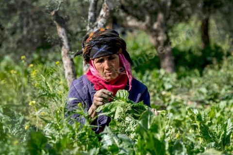 19 janvier 2018 : Ouvrière agricole dans l'Oasis de Gafsa El Ksar. HANIYEH MANSOURI, ne connaît pas son âge, travaille la terre depuis plus de trente ans pour les exploitants agricoles de l'Oasis, payée à la journée ou à la semaine parfois. Elle est mère de 3 filles et 6 garçons.