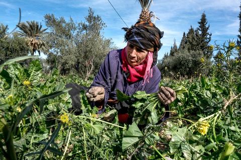 19 janvier 2018 : Ouvrière agricole dans l'Oasis de Gafsa El Ksar. HANIYEH MANSOURI, ne connaît pas son âge, travaille la terre depuis plus de trente ans pour les exploitants agricoles de l'Oasis, payée à la journée ou à la semaine parfois. Elle est mère de 3 filles et 6 garçons.