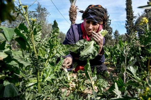 19 janvier 2018 : Ouvrière agricole dans l'Oasis de Gafsa El Ksar. HANIYEH MANSOURI, ne connaît pas son âge, travaille la terre depuis plus de trente ans pour les exploitants agricoles de l'Oasis, payée à la journée ou à la semaine parfois. Elle est mère de 3 filles et 6 garçons.