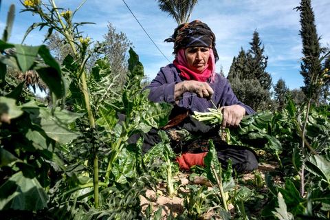 19 janvier 2018 : Ouvrière agricole dans l'Oasis de Gafsa El Ksar. HANIYEH MANSOURI, ne connaît pas son âge, travaille la terre depuis plus de trente ans pour les exploitants agricoles de l'Oasis, payée à la journée ou à la semaine parfois. Elle est mère de 3 filles et 6 garçons.